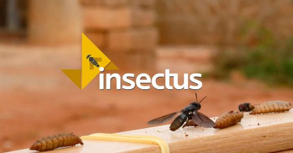Insectus logo