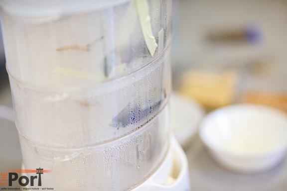 Incubating larvae